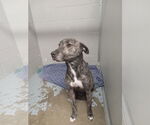 Small #1 American Staffordshire Terrier Mix