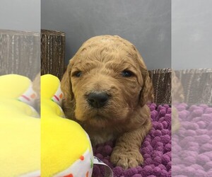 Goldendoodle Puppy for sale in COLERIDGE, NC, USA