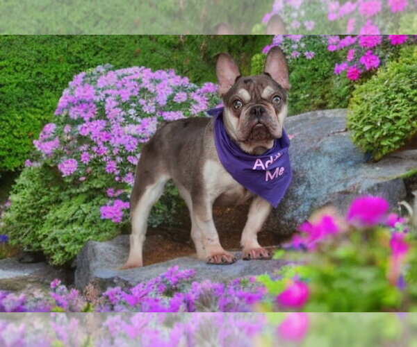 Medium Photo #2 French Bulldog Puppy For Sale in Pittsburg, CA, USA
