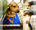 Small #1 Black and Tan Coonhound-Labrador Retriever Mix