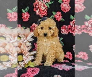 Poodle (Toy) Puppy for sale in NEW PROVIDENCE, PA, USA