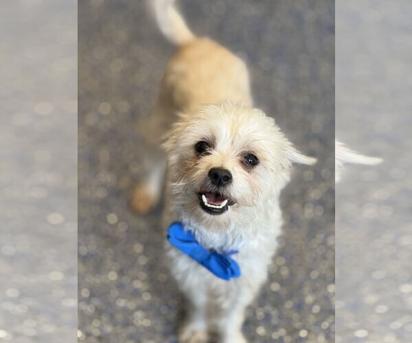 Medium Photo #3 Maltese-Unknown Mix Puppy For Sale in Phoenix, AZ, USA