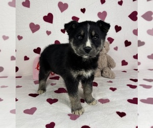 German Shepherd Dog-Miniature American Shepherd Mix Puppy for sale in FRANKLIN, IN, USA