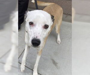 Jack Russell Terrier Dogs for adoption in Salinas, CA, USA