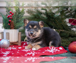 Puppy Patches Mutt-Pembroke Welsh Corgi Mix