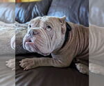 Small #12 Bulldog Mix