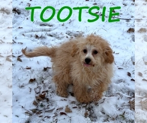 Cock-A-Poo Puppy for sale in HARTLAND, MN, USA