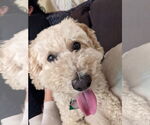 Small Goldendoodle