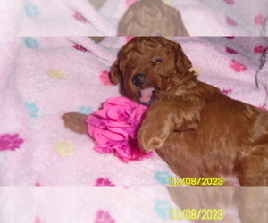 Poodle (Miniature) Puppy for sale in DULUTH, GA, USA