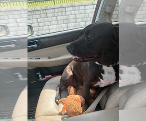 Bellisima - Female American Pit Bull Terrier-Unknown Mix Dog for Adoption - Photo #4