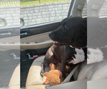Small Photo #4 American Pit Bull Terrier-Unknown Mix Puppy For Sale in Germantown, OH, USA