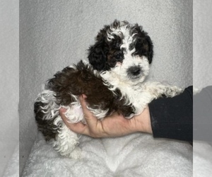 Poodle (Toy) Puppy for sale in ZANESVILLE, OH, USA