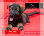 Small Photo #4 German Shepherd Dog Puppy For Sale in LONG GROVE, IL, USA