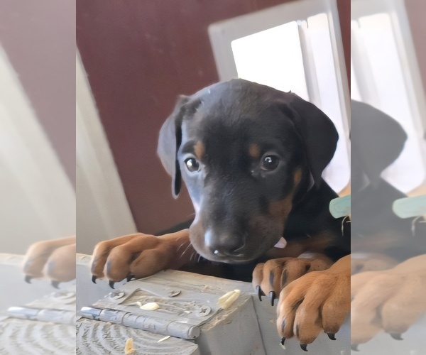 Medium Photo #19 Doberman Pinscher Puppy For Sale in BEGGS, OK, USA