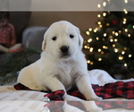Small Photo #6 English Cream Golden Retriever Puppy For Sale in DUNDEE, OH, USA