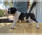 Small #1 American Bulldog