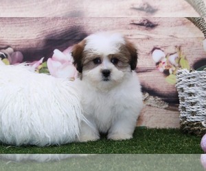Zuchon Puppy for sale in MARIETTA, GA, USA