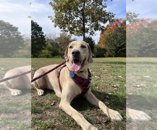 Medium Photo #21 Labrador Retriever-Unknown Mix Puppy For Sale in Brooklyn, NY, USA