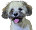 Small Photo #7 Maltipoo-Shih Tzu Mix Puppy For Sale in SCOTTSDALE, AZ, USA