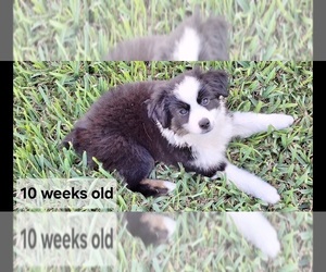 Miniature Australian Shepherd Puppy for sale in POPLARVILLE, MS, USA