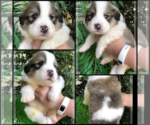Medium Photo #3 Great Bernese Puppy For Sale in OVERLAND, KS, USA