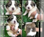 Small Photo #3 Great Bernese Puppy For Sale in OVERLAND, KS, USA