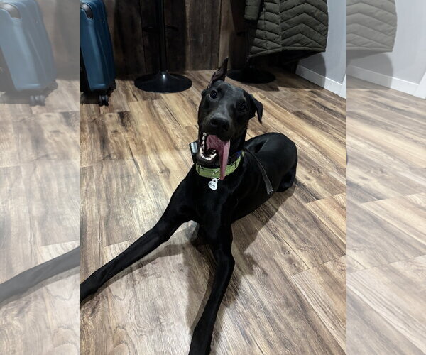 Medium Photo #1 Doberman Pinscher Puppy For Sale in Minneaoplis, MN, USA