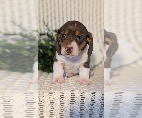 Medium Photo #33 Dachshund Puppy For Sale in GOSHEN, IN, USA
