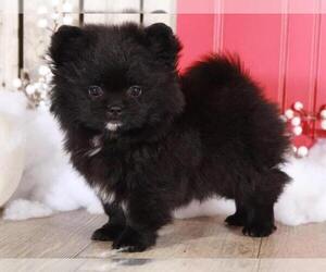 Shiranian Puppy for sale in MOUNT VERNON, OH, USA