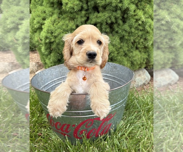 Medium Photo #3 Cocker Spaniel Puppy For Sale in MIDDLEBURY, IN, USA