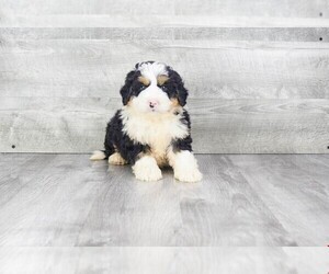 Bernedoodle (Miniature) Puppy for sale in CLEVELAND, NC, USA