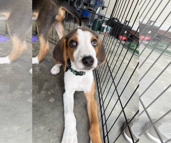 Medium Photo #4 Mutt Puppy For Sale in Roxboro, NC, USA