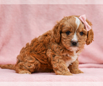 Small #3 Cavapoo (Miniature)
