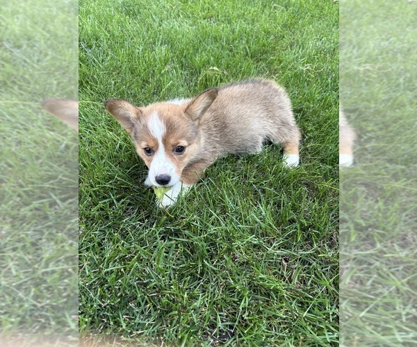 Medium Photo #2 Pembroke Welsh Corgi Puppy For Sale in MILFORD, IN, USA