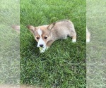 Small #1 Pembroke Welsh Corgi