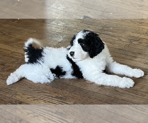 Pyredoodle Puppy for sale in COLUMBIA, SC, USA