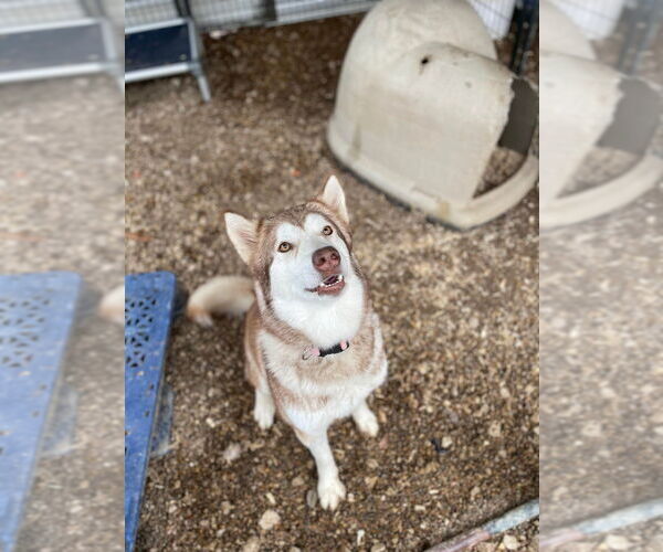Medium Photo #2 - Mix Puppy For Sale in Foristell, MO, USA