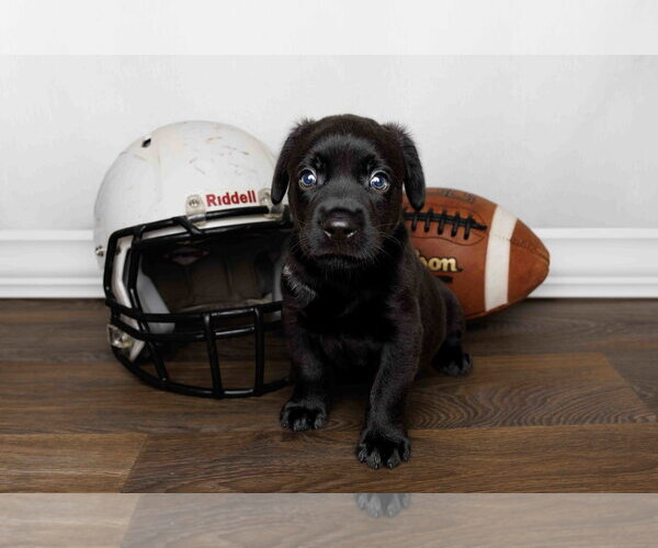 Medium Photo #4 Labrador Retriever-Unknown Mix Puppy For Sale in McKinney, TX, USA