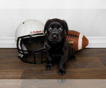 Small #3 Labrador Retriever Mix