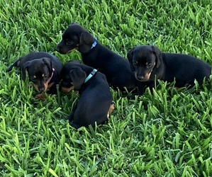 Dachshund Puppy for sale in CANYON LAKE, TX, USA
