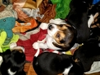 Small Photo #6 Beagle Puppy For Sale in CENTRALIA, WA, USA
