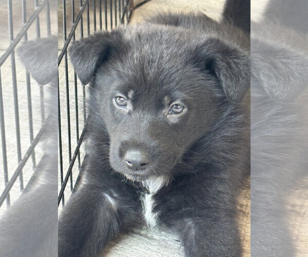 Medium Photo #6 Labrador Retriever-Unknown Mix Puppy For Sale in San Diego, CA, USA