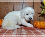 Small #4 English Cream Golden Retriever