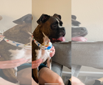 Small #7 Boxer