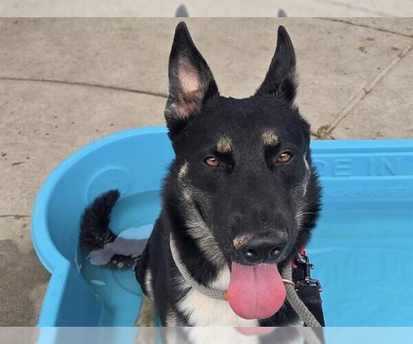 Medium Photo #2 German Shepherd Dog-Unknown Mix Puppy For Sale in Martinez, CA, USA