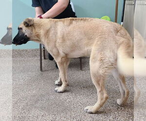 Anatolian Shepherd-German Shepherd Dog Mix Dogs for adoption in Martinsburg, WV, USA