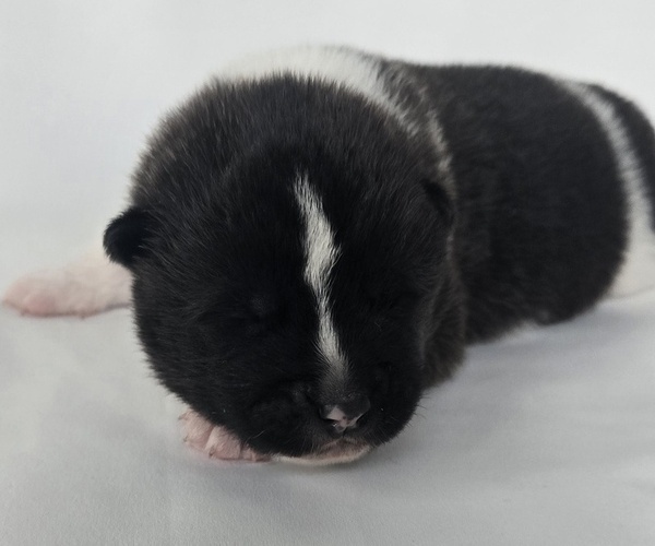 Medium Photo #2 Akita Puppy For Sale in STRAFFORD, MO, USA