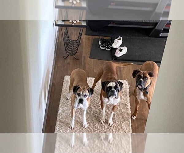 Medium Photo #5 Boxer Puppy For Sale in Burnsville, MN, USA