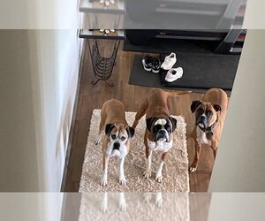 Tyson - ADOPTION PENDING!! - Male Boxer Dog for Adoption - Photo #5