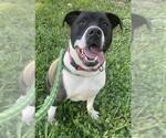 Small American Pit Bull Terrier Mix